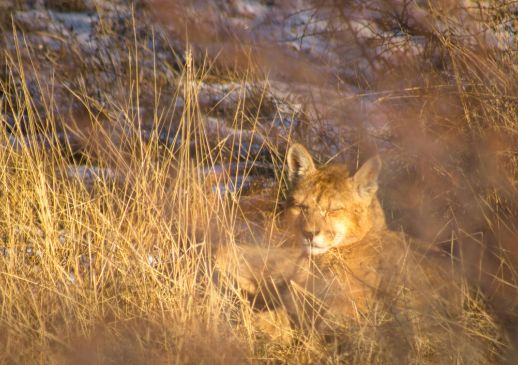 Puma resting in the Torres del Paine Conservation Reserve