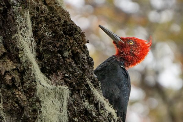 Magellan Woodpecker