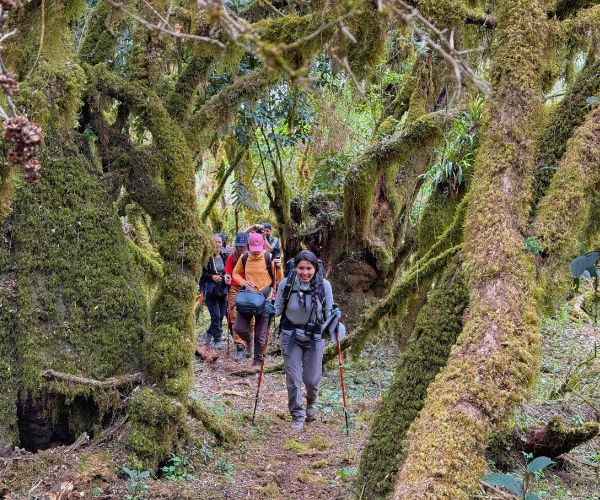 Travelers exploring a lush forest in the Sacred Valley, at Misquiyaco.