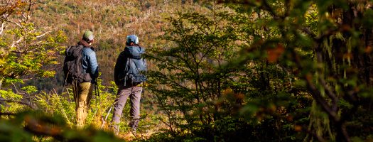 Patagonian Forest.