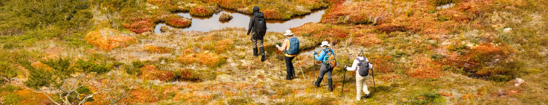 A small group of hikers walks across open tundra dotted with autumn colors and shallow pools of water.
