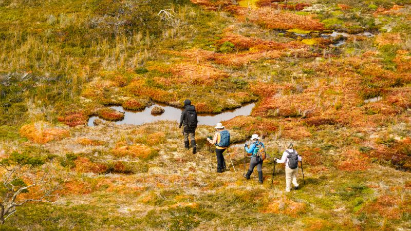A small group of hikers walks across open tundra dotted with autumn colors and shallow pools of water.
