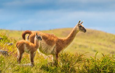 Guanacos in Torres del Paine