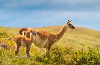 Guanacos in Torres del Paine