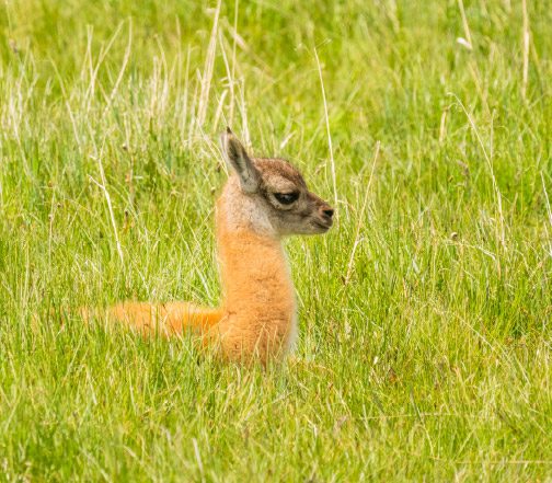 A baby Guanaco at Torres del Paine Conservation Reserve