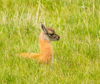 A baby Guanaco at Torres del Paine Conservation Reserve