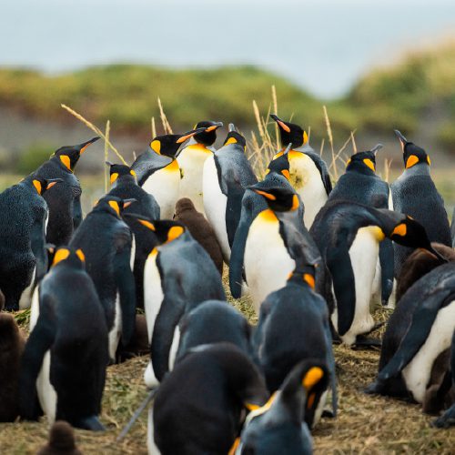 http://A%20large%20group%20of%20king%20penguins%20standing%20together%20on%20land.