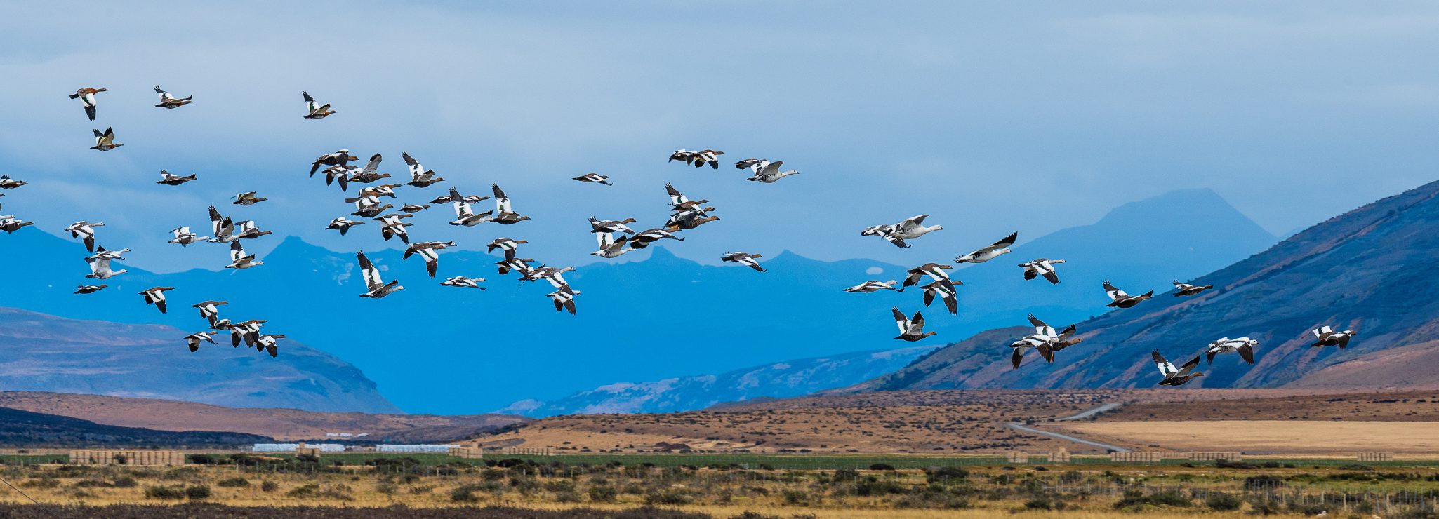 http://A%20flock%20of%20birds%20flying%20low%20over%20an%20open%20plain%20with%20mountains%20in%20the%20background.