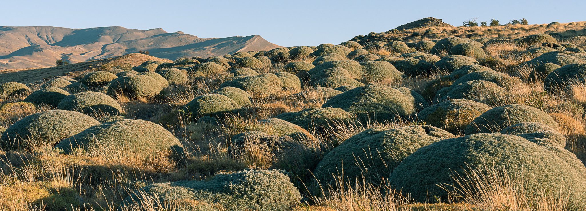 http://A%20landscape%20covered%20with%20rounded%20shrubs%20and%20dry%20grasses%20stretching%20across%20gentle%20hills.