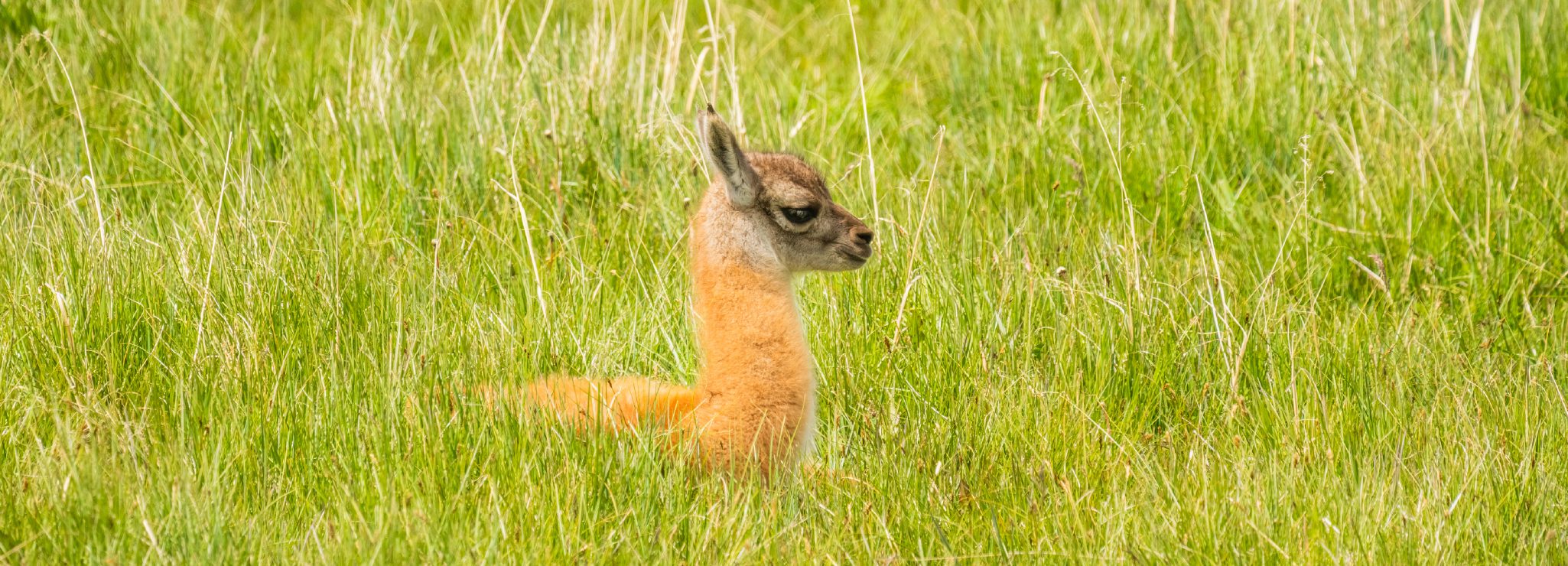 http://A%20young%20wild%20animal%20resting%20among%20tall%20green%20grass%20in%20a%20natural%20setting.