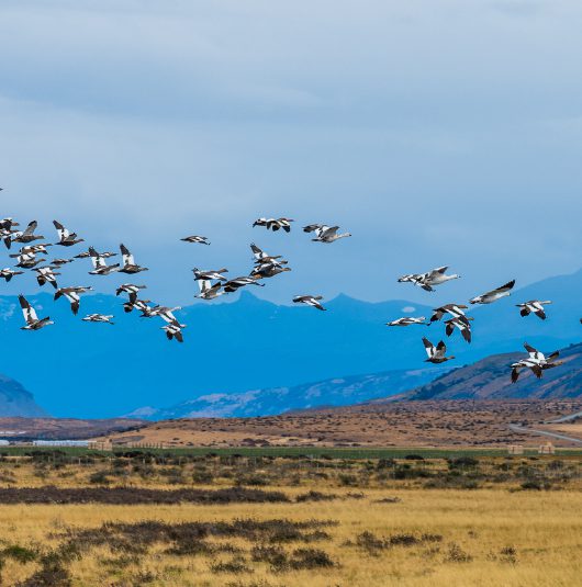http://A%20flock%20of%20birds%20flying%20low%20over%20an%20open%20plain%20with%20mountains%20in%20the%20background.