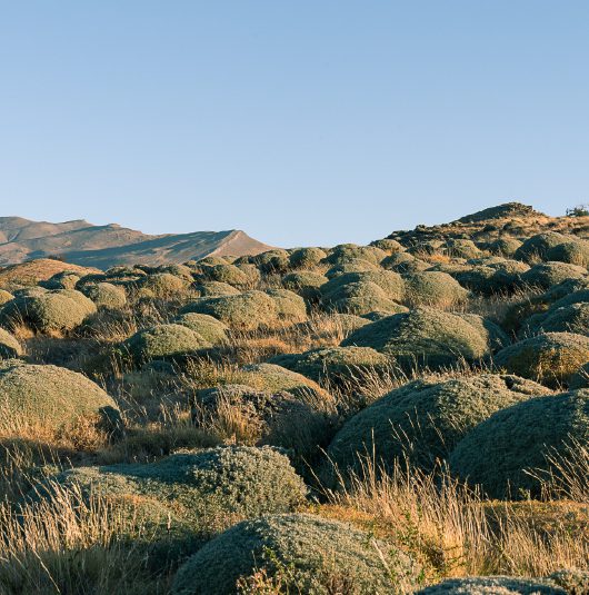 http://A%20landscape%20covered%20with%20rounded%20shrubs%20and%20dry%20grasses%20stretching%20across%20gentle%20hills.