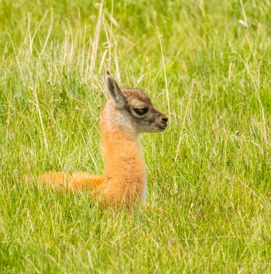 http://A%20young%20wild%20animal%20resting%20among%20tall%20green%20grass%20in%20a%20natural%20setting.