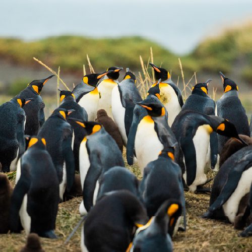A large group of king penguins gathers on grassy terrain.
