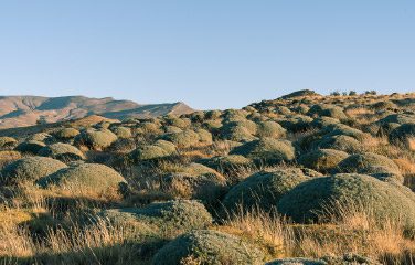 A natural landscape with rounded green shrubs and dry grass covering gentle hills, with mountains in the background under a clear blue sky at Torres del Paine Conservation Reserve