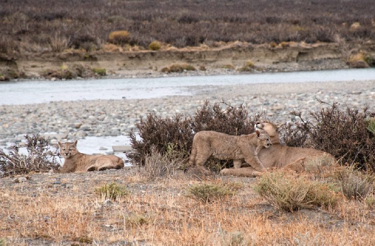 A family of pumas at Torres del Paine Conservation Reserve