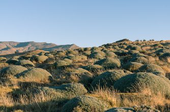 A natural landscape with rounded green shrubs and dry grass covering gentle hills, with mountains in the background under a clear blue sky at Torres del Paine Conservation Reserve
