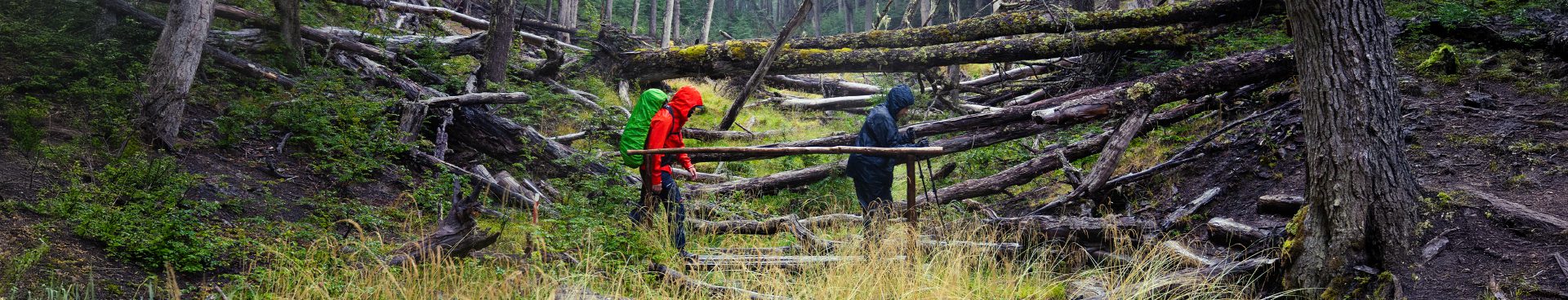 Two backpackers hike through a dense forest with fallen trees and wet ground.