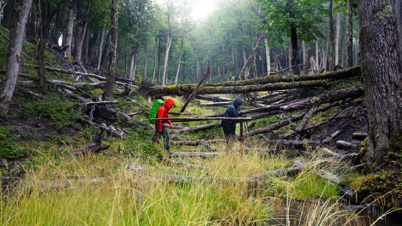 Two backpackers hike through a dense forest with fallen trees and wet ground.